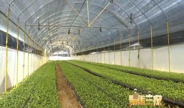 福清綠葉農(nóng)業(yè)驚艷亮相中國品牌日!